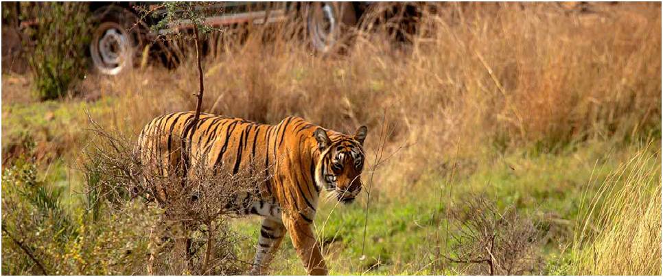 Rajaji Rishikesh Dehradun Tour